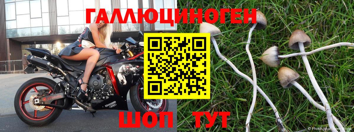 Псилоцибиновые грибы GOLDEN TEACHER Тихвин
